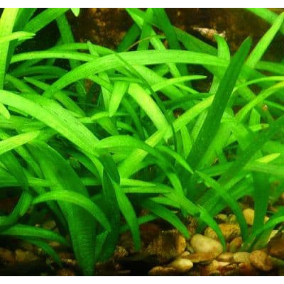 CỎ THÌA THUỶ SINH | CÂY CỎ THÌA DỄ TRỒNG