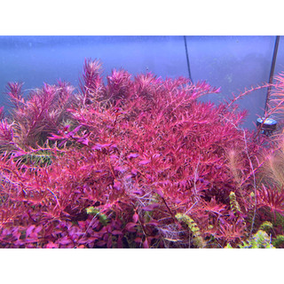 15 CÂY VẢY ỐC SIÊU ĐỎ ROTALA COLORATA ( lá cạn)