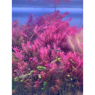 15 CÂY VẢY ỐC SIÊU ĐỎ ROTALA COLORATA ( lá cạn)