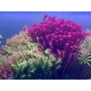10 cây vảy ốc siêu đỏ rotala colorata