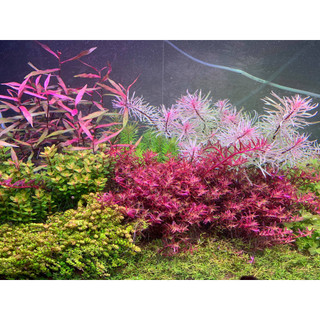 15 CÂY VẢY ỐC SIÊU ĐỎ ROTALA COLORATA ( lá cạn)