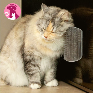 [TẶNG CỎ CATNIP] Bàn chải gắn tường lấy lông gãi ngứa cho mèo - Lược chải lông gắn bàn massage tự động (Đồ chơi chó mèo)