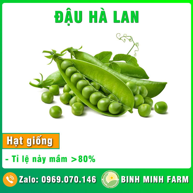 Hạt giống đậu Hà Lan trồng khay tỉ lệ nảy mầm cao