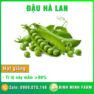 Hạt giống đậu Hà Lan trồng khay tỉ lệ nảy mầm cao