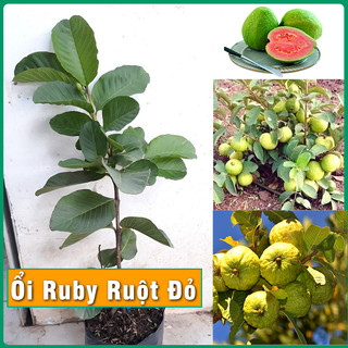 Cây Ổi Ruby Ruột Đỏ không hạt, cây giống Ổi Ruby Ruột Đỏ không hạt kèm bầu đất cao từ 40-60cm thích hợp trồng trong chậu