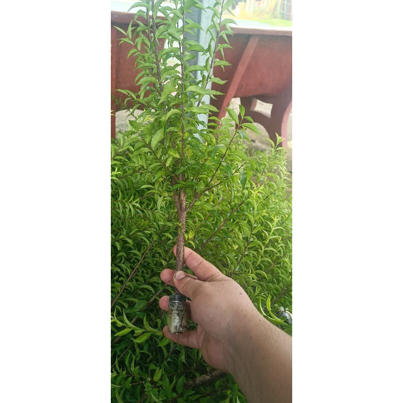 10 cành Mai chiếu thủy