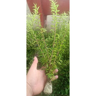 10 cành Mai chiếu thủy