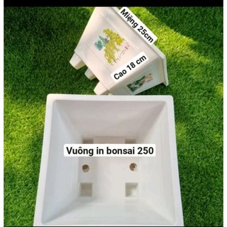 Combo 5 chậu vuông in 250 trồng cây bon sau cây cảnh kt miệng 25cmx cao 17cm