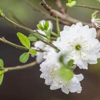 Hạt giống hoa mai trung quốc màu trắng - cây rất đẹp và bắt mắt