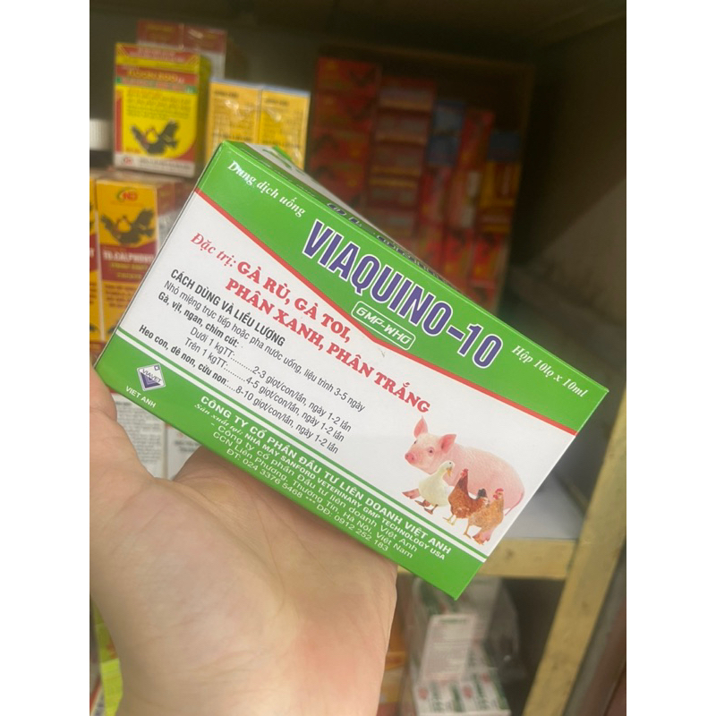 Viaquino 10 gà rù, phân xanh phân trắng 10ml