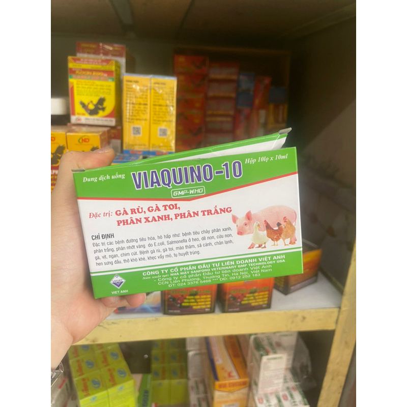 Viaquino 10 gà rù, phân xanh phân trắng 10ml
