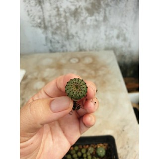 Xương rồng chuột Thái- cây con cao 3cm