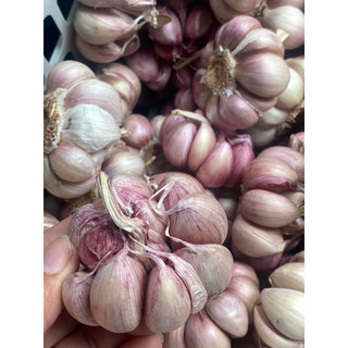 1kg tỏi tím