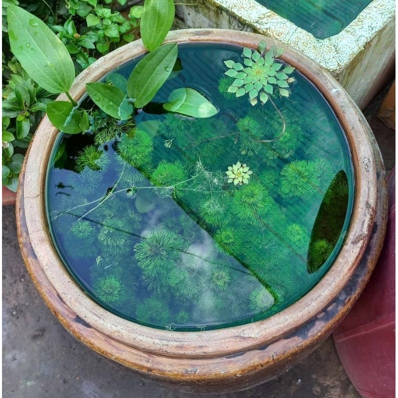 Cây thủy sinh tiểu bảo tháp 3 nhánh  CTS064