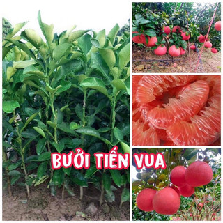 Cây giống bưởi đỏ tiến vua ra quả sớm, bưởi ruột đỏ, vỏ đỏ Tiến vua cao 60-80cm