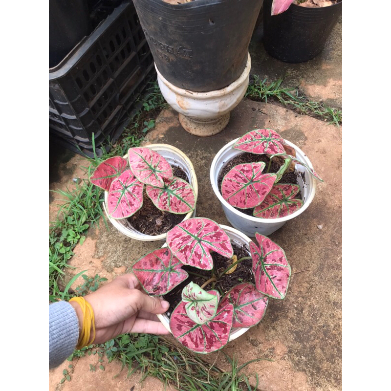 Cây Caladium Dây tây 65k