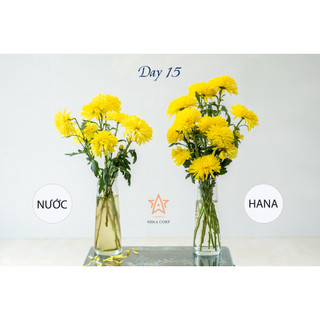 Nước dưỡng hoa Hana 10ml (Pha cho 0.5 lít nước)