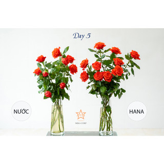 Nước dưỡng hoa Hana 10ml (Pha cho 0.5 lít nước)