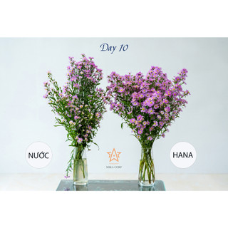 Nước dưỡng hoa Hana 10ml (Pha cho 0.5 lít nước)