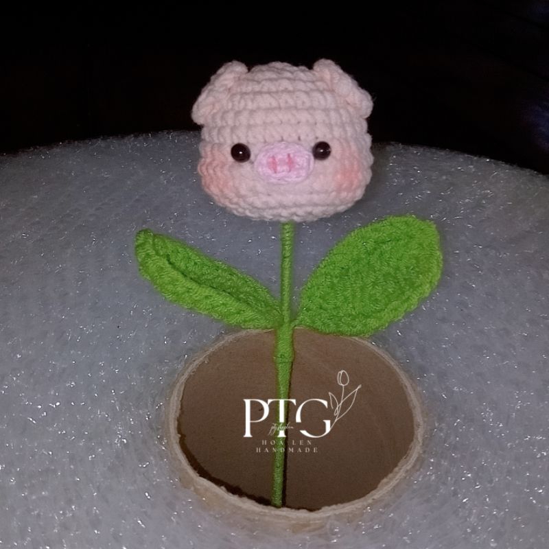 Hoa len các loại giá rẻ đẹp