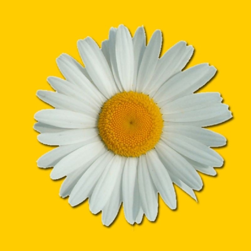 Hình ủi ép nhiệt, in áo. Mẫu Hoa lá 3D in áo dài, váy, yếm cho mẹ và bé