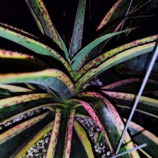 Agave Mangave Kaleidoscope. Sen Đá, Xương rồng, Dứa