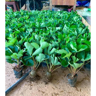 cây giống Dâu Tây (1cay)