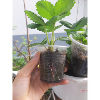 cây giống Dâu Tây (1cay)