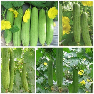 mướp hương cổ(gói 30hạt)
