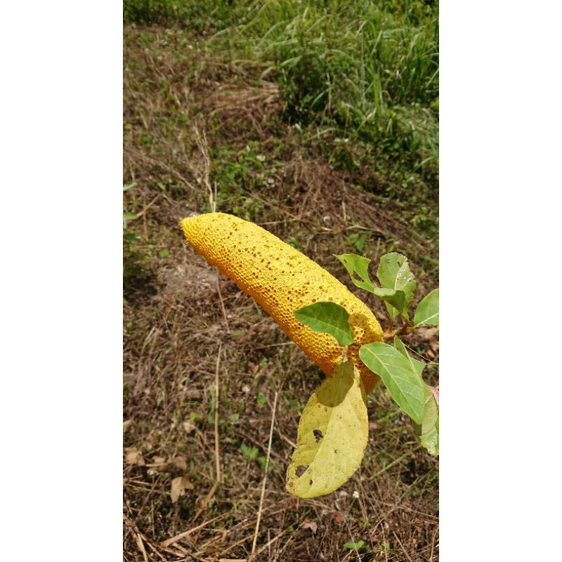 1 lít mật ong ruồi
