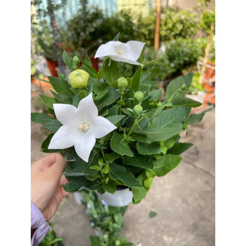 Cây hoa cát cánh / Balloon flower
