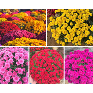 Khay cây giống cúc mâm xôi Hàn