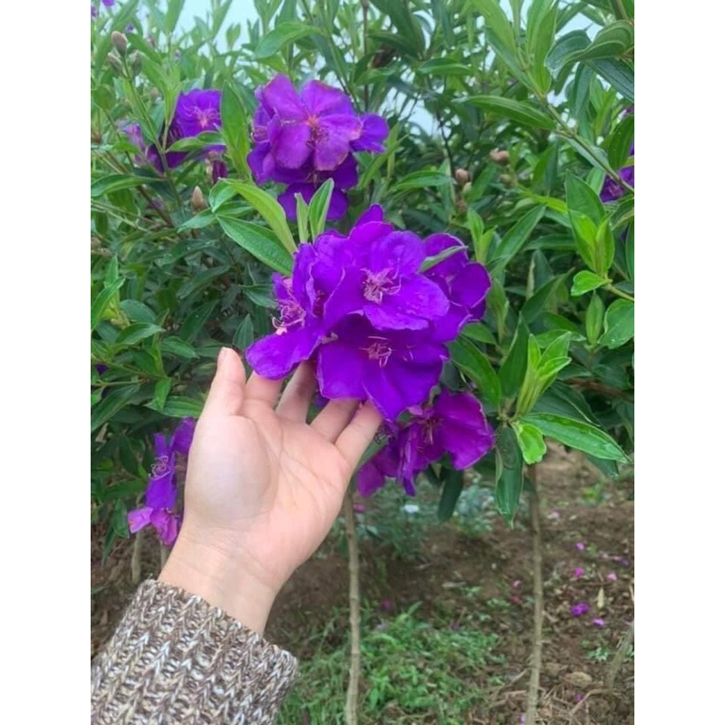 Cây mua úc thân to- cao 35-45 cm
