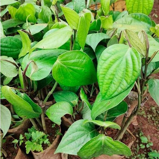 Cây tiêu giống srilanca năng suất cao