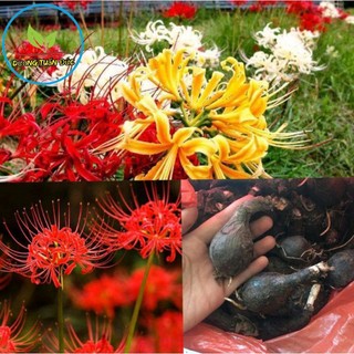 Củ hoa bỉ ngạn trưởng thành( chuẩn màu nhé cả nhà)