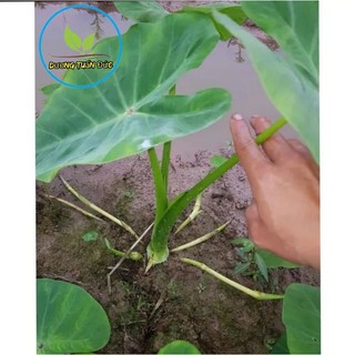 2 Cây môn ngọt (loại ăn bồng) bồng to nhiều bồng lắm ạ