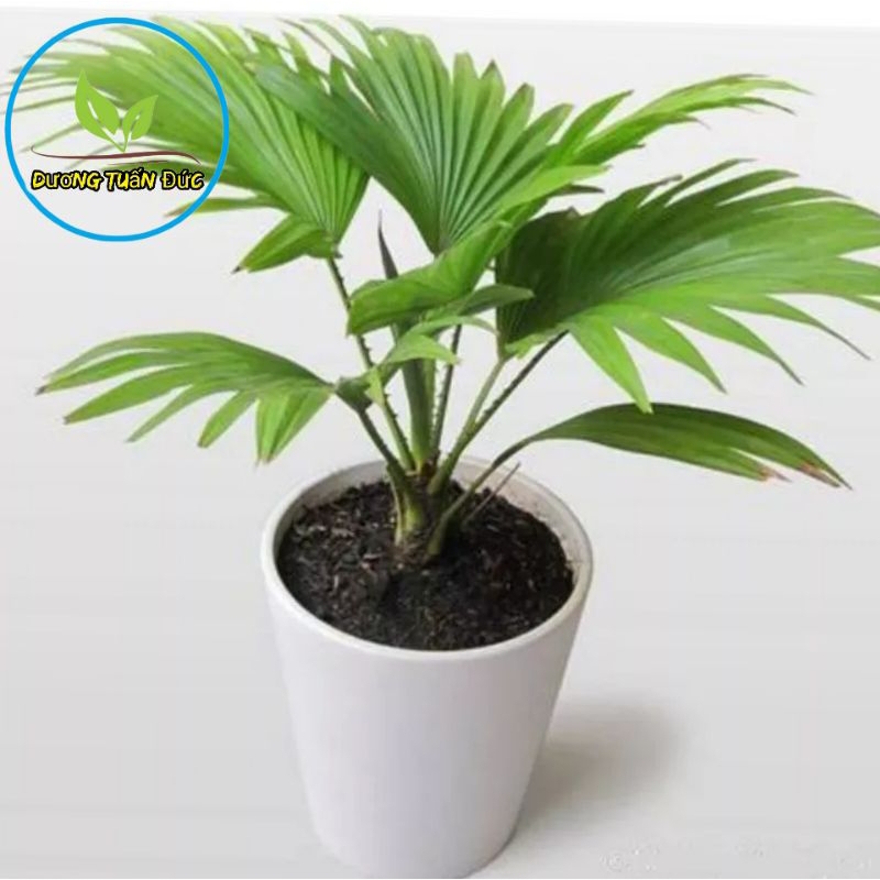 Cây cọ nhật, kim tiền mini để bàn