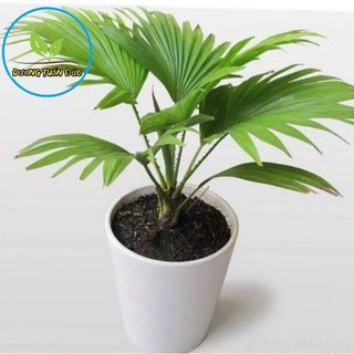 Cây cọ nhật, kim tiền mini để bàn