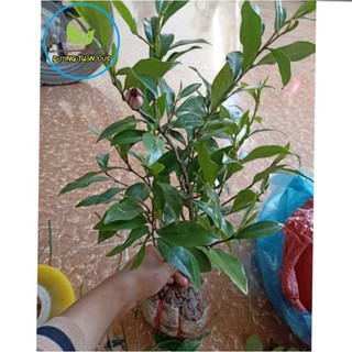 Cây hoa lan tiêu, ngọc lan chuối cao 40 p