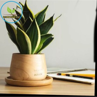 Cây lưỡi hổ Thái mini để bàn
