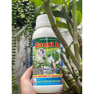 Canxi bo sữa _ chống rụng hoa, tăng đậu trái
