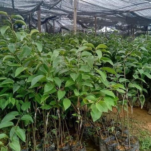 GIỐNG CÂY LÊ NÂU( CÂY GIỐNG NGỌC HIẾU )
