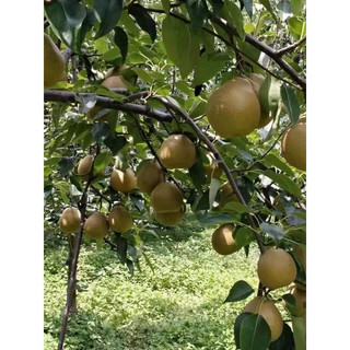 GIỐNG CÂY LÊ NÂU( CÂY GIỐNG NGỌC HIẾU )