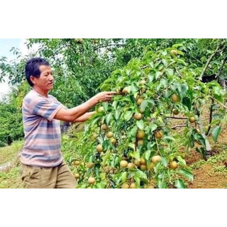 GIỐNG CÂY LÊ NÂU( CÂY GIỐNG NGỌC HIẾU )