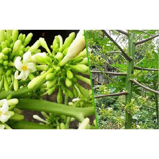 Hạt giống đu đủ đực (20hạt)
