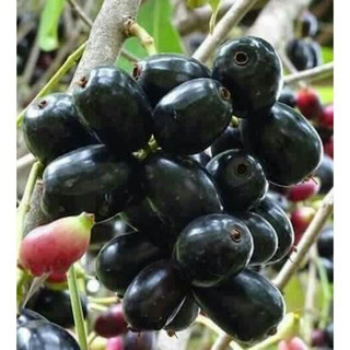 CÂY GIỐNG TRÂM(mốc) ( CÂY GIỐNG NGỌC HIẾU )