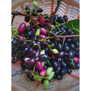 CÂY GIỐNG TRÂM(mốc) ( CÂY GIỐNG NGỌC HIẾU )