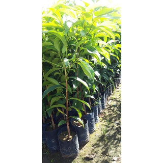 CÂY GIỐNG TRÂM(mốc) ( CÂY GIỐNG NGỌC HIẾU )