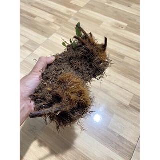 Dương xỉ culi chơi cảnh(3củ to)