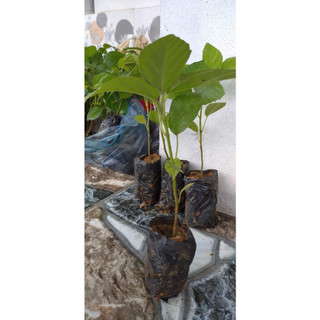 Cây Giống Cây Vả Mật ( CÂY GIỐNG NGỌC HIẾU )